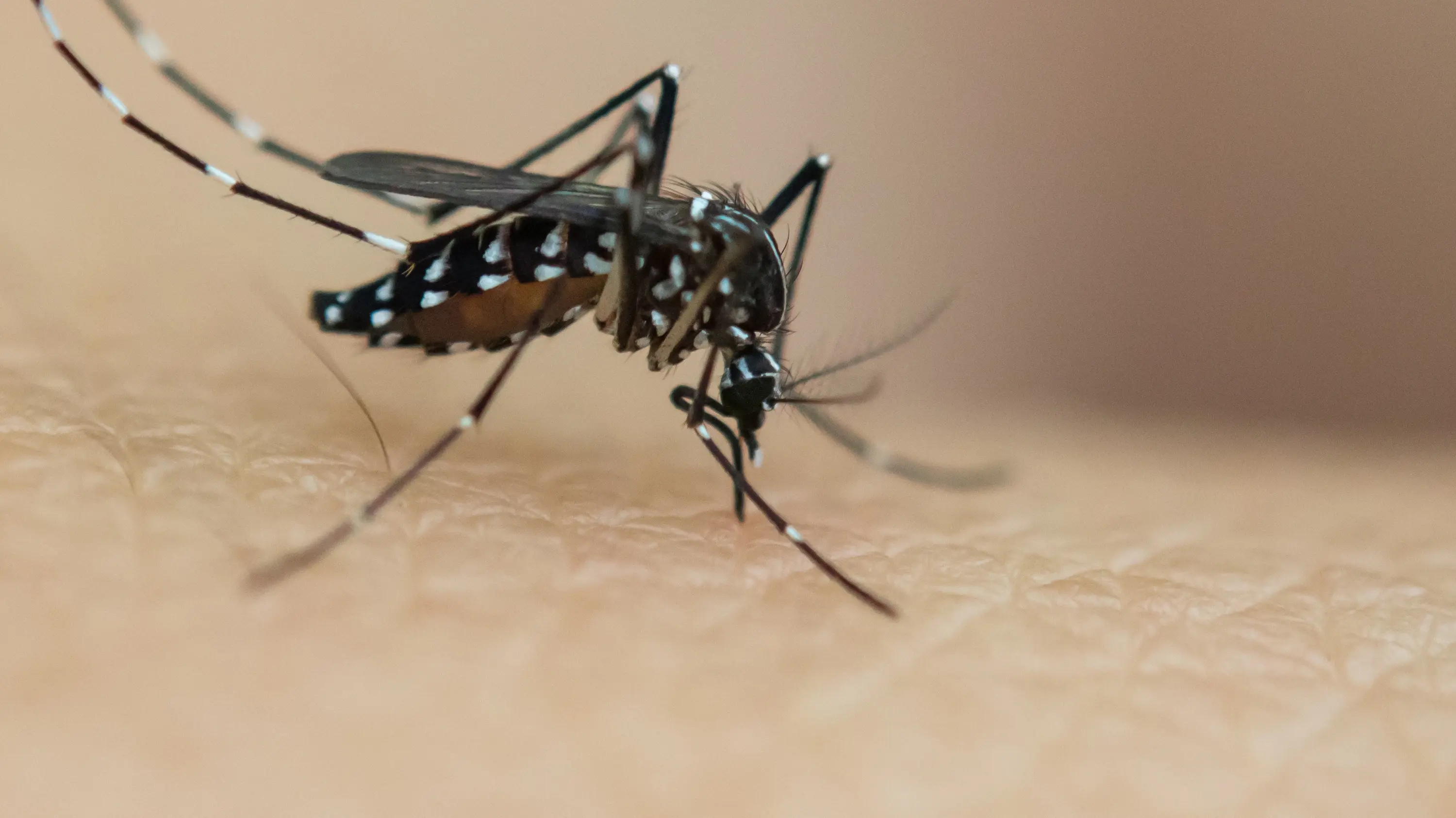 房间里有一个蚊子怎么逮住它?家居环境中的“小敌人”对策(图1)